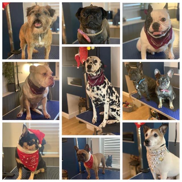 Dog Grooming in Stockport , Stockport Barks And Bubbles Stockport PetBacker England