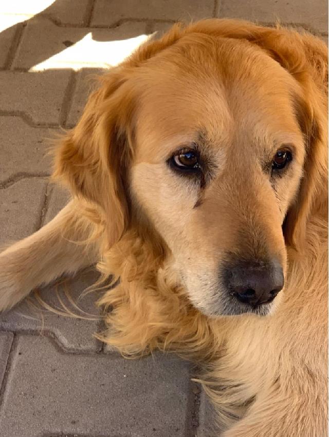 Pet Boarding in Worcester , Worcestershire Worcester, David’s Hotel