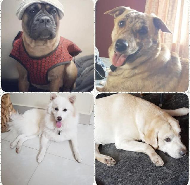 Pet Hotel Home Pet Boarding in Thiruvathukkal Hope Boarding Service PetBacker Kerala