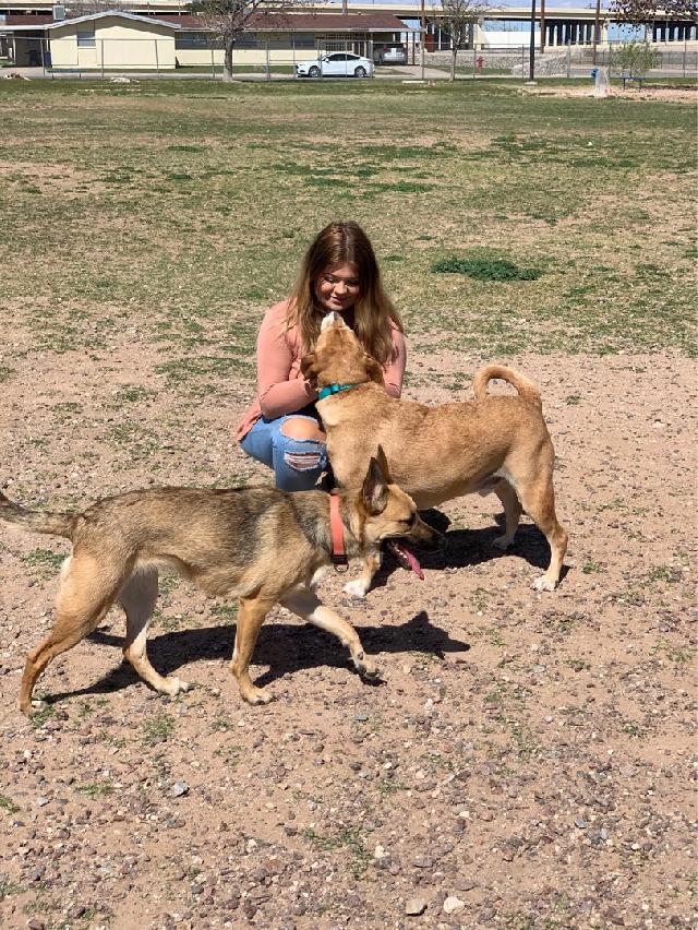 Dog Boarding in Fort bliss/ El Paso, Fort Bliss Tierne’s Friendly Pet