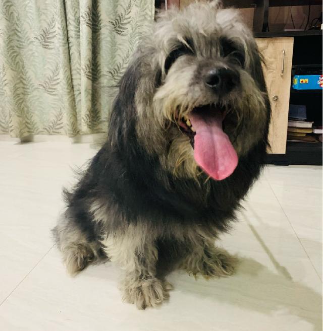 Pet Hotel Home Pet Boarding in Ambattur, Avadi, Chennai Happy Pets