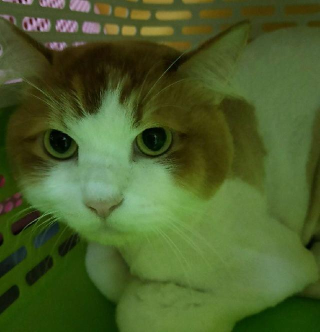 Pet Grooming in Jalan Delima 31, Johor Bahru MMPG PetBacker Johor