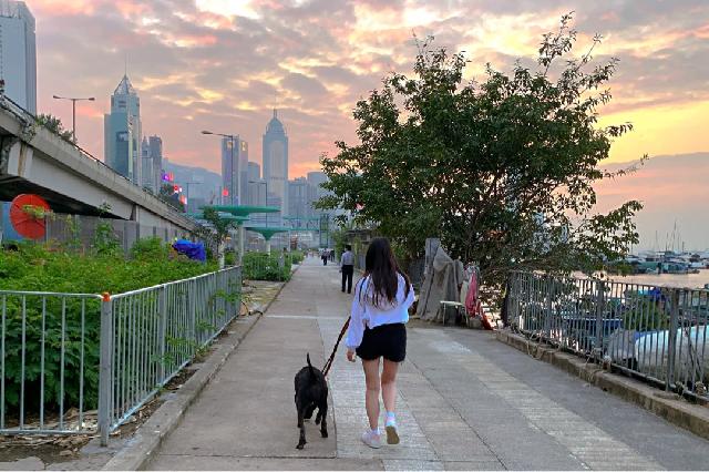 九龍,銅鑼灣,香港的遛狗服務師,放狗外出散步 | 行街街 | PetBacker