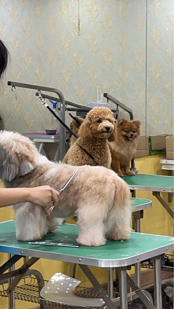 Canine Company Best In Show Mobile Dog Grooming Dog Grooming In