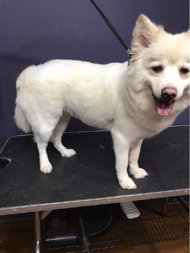 Pet Grooming in Central Town area, Singapore River Space Pets