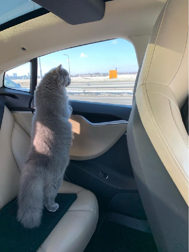 Dog, Cat Taxi Transport in Meermanstraat, Hoofddorp Pet Taxi In