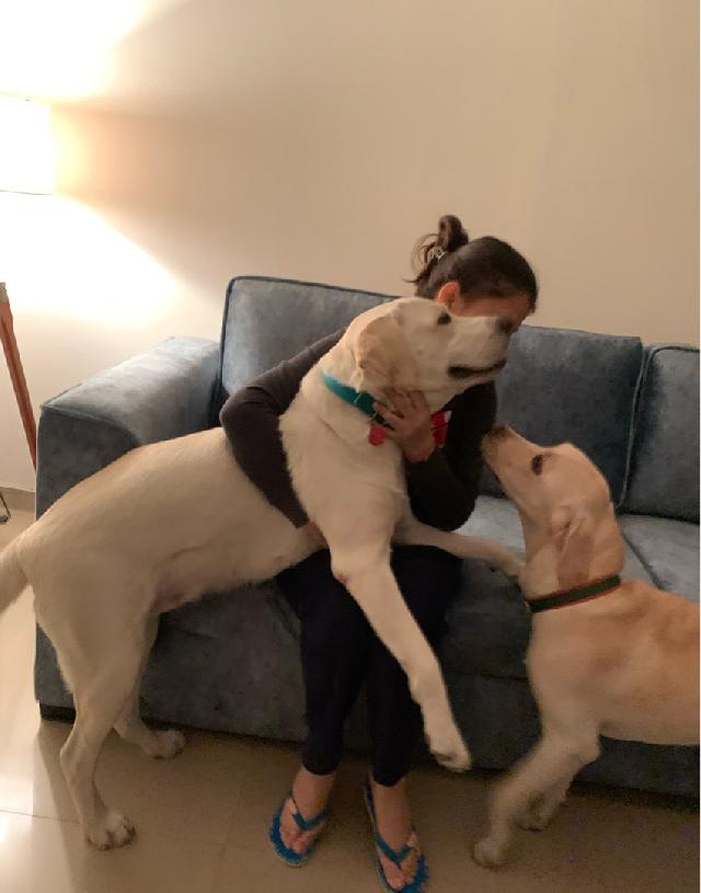 Pet Hotel Home Pet Boarding in Noida, Gr Noida, GHz, Gaur City 2 Paws