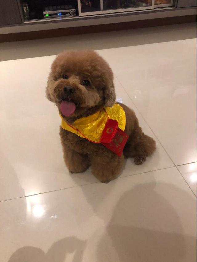 Pet Hotel Home Pet Boarding in Springleaf, Yishun, Mandai Happy Home