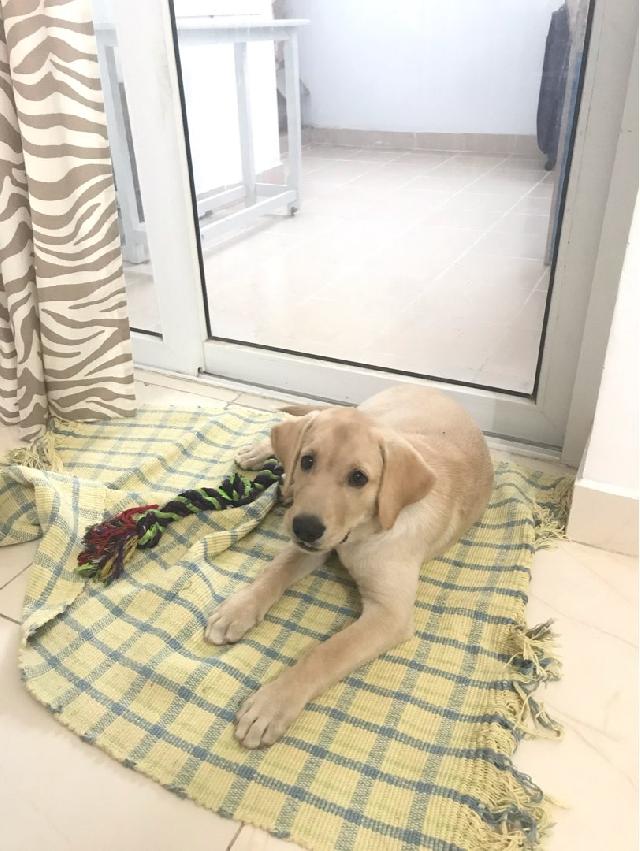 Dog, Bird Hotel Home Pet Boarding in Chennai,padur, Thiruvalla Boarding With Ross PetBacker