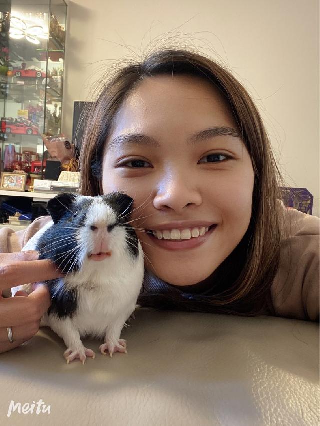 Pet Sitter Guinea Pig Holiday Boarding Near Me Pet Hotel Home Pet