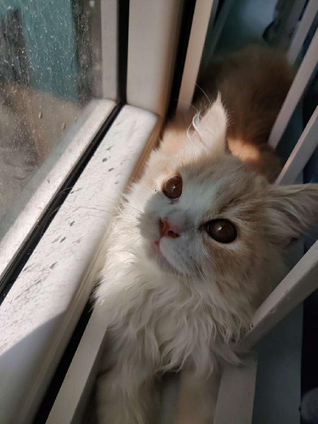 Pet Hotel Home Pet Boarding in Chennai , Tamil Nadu, Chennai