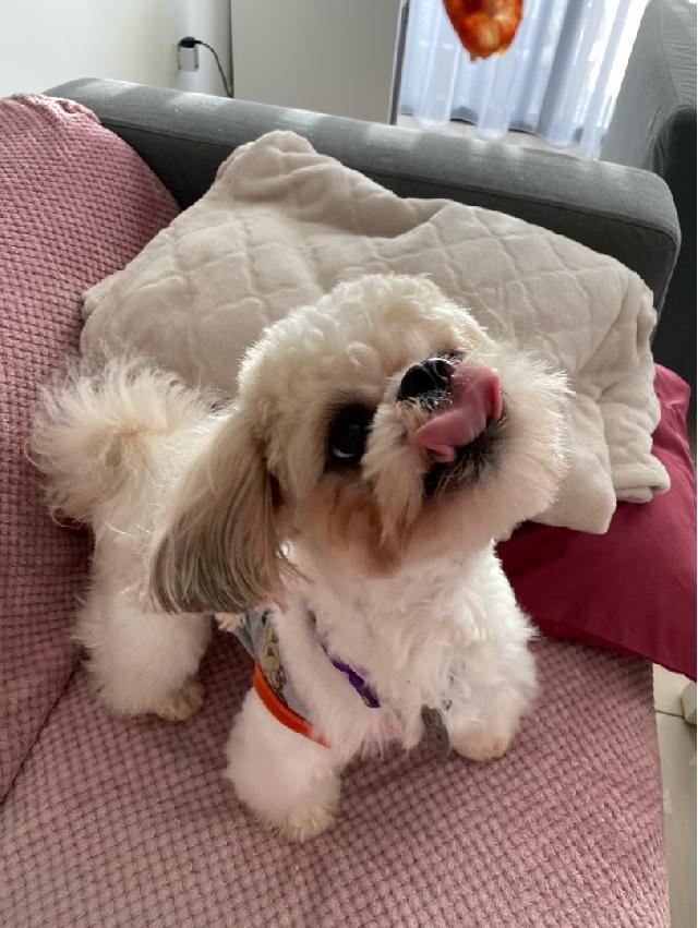 Pet Hotel Home Pet Boarding in Jalan Tasik Damai, Puchong You You