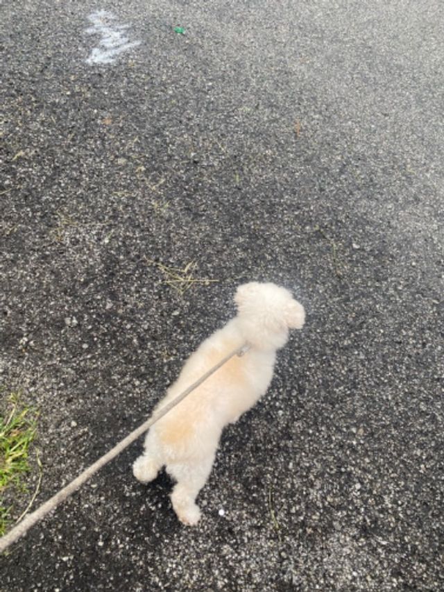 Puchong 靠近Wawasan Best Pet Hotel Home Boarding Puchong PetBacker