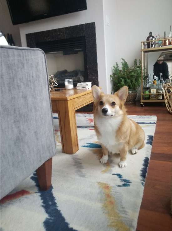 Pet Sitter in Oregon, Tillamook Coastal Pet Care PetBacker Oregon