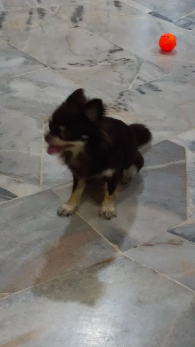 Pet Hotel Home Pet Boarding in Gelang Patah, Taman , Johor Bahru