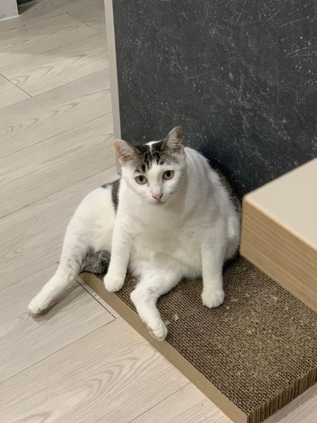 Puchong Best Pet Hotel Home Boarding Puchong PetBacker MiJa Cat