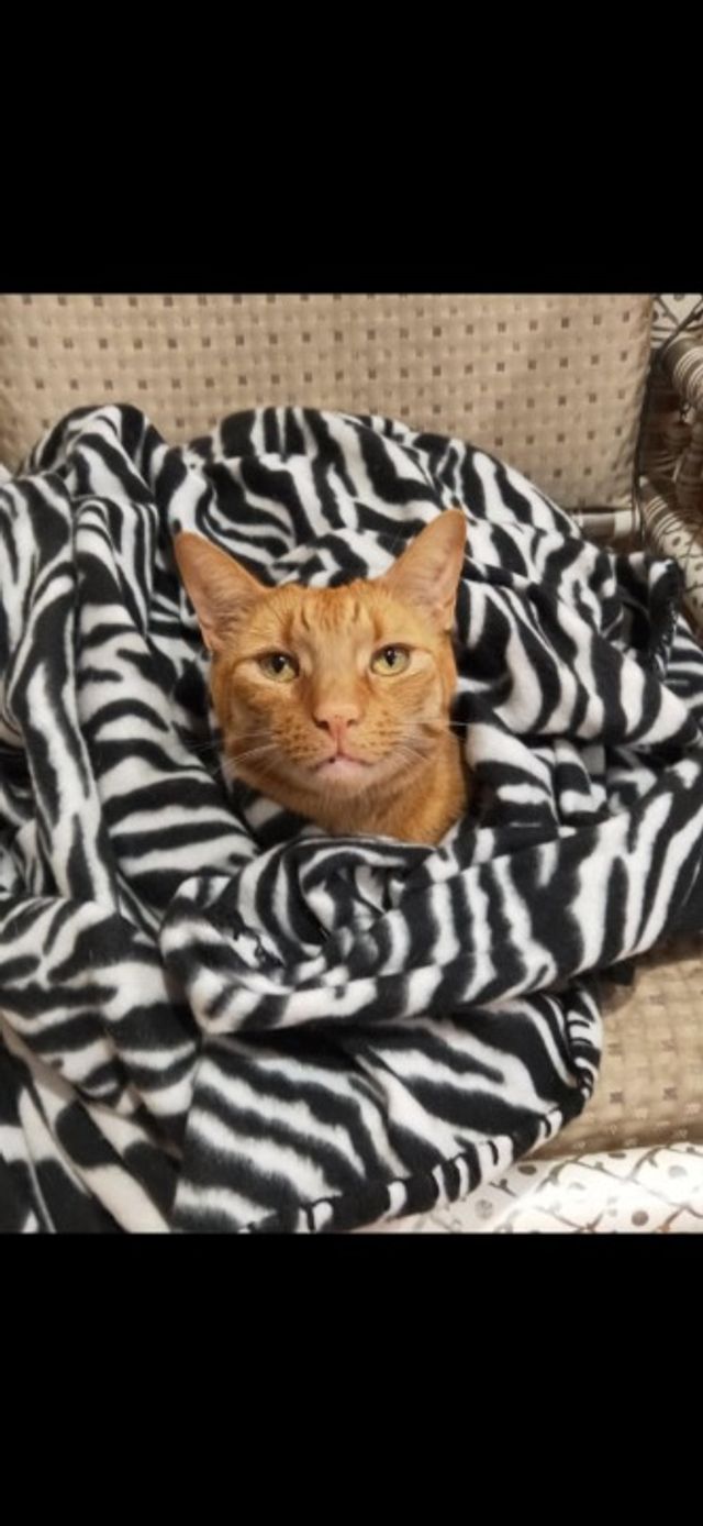 Pet Sitters Long Term Pet Care Near Me Short Term Long Term Foster