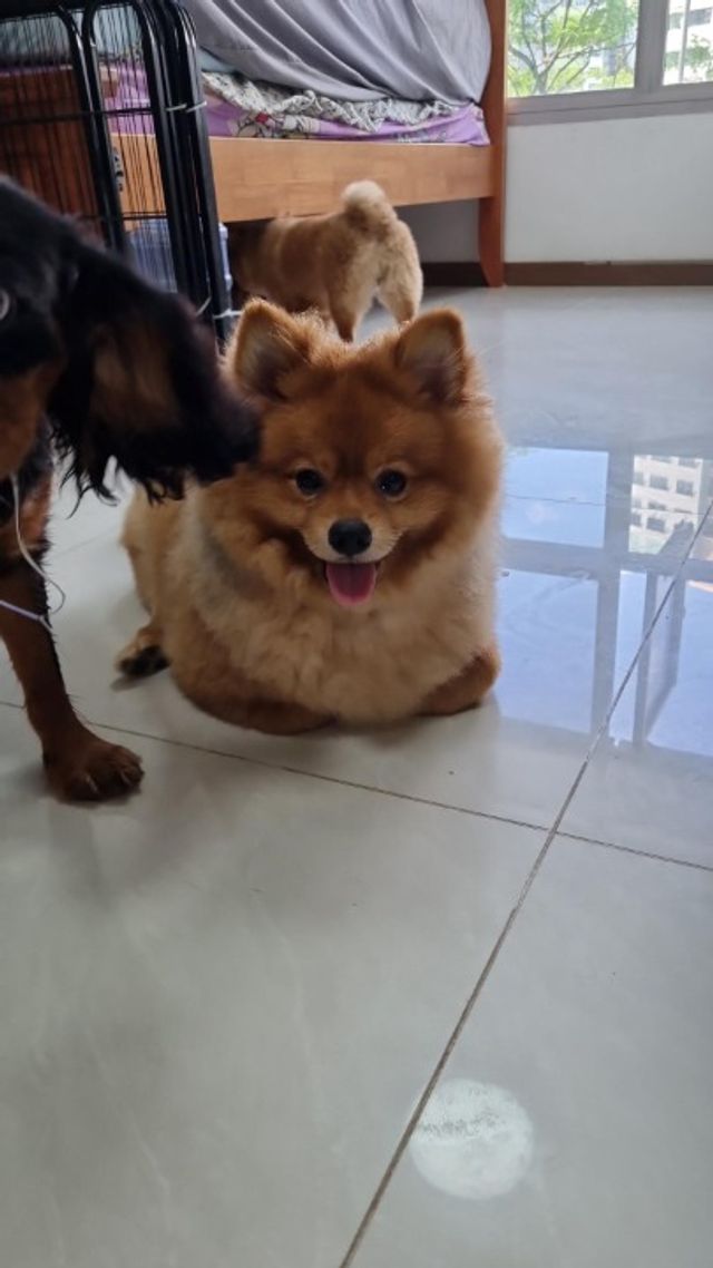 Pet Hotel Home Pet Boarding in Yishun Furbyvale Boarding PetBacker