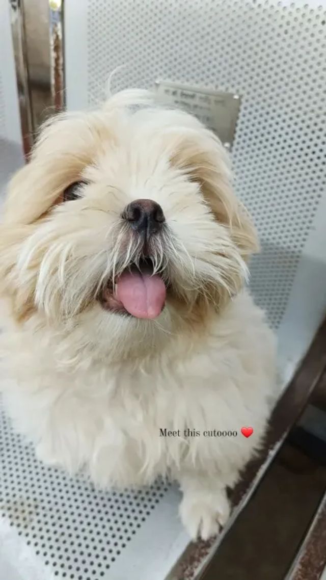 Pet Hotel Home Pet Boarding in Pune, Pune Pawcare Boarding