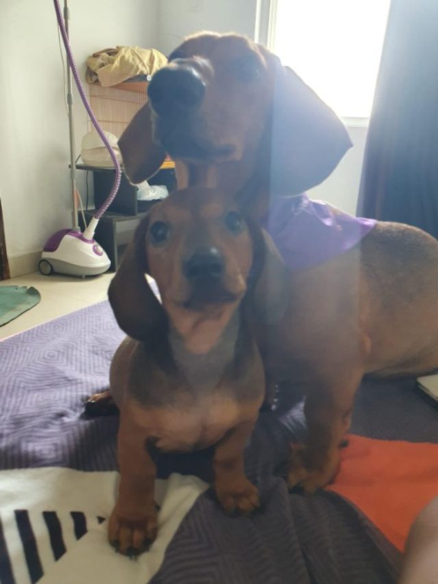 Pet Sitter in Chennai Warner Pet Sitting PetBacker Tamil Nadu