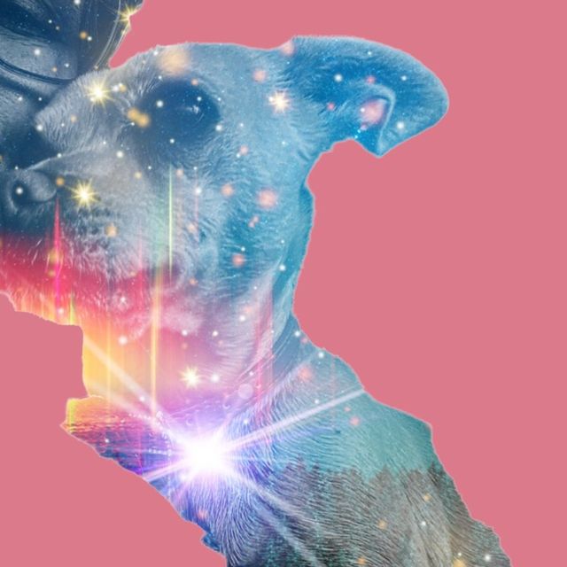 Pet Daycare in Centerra , Goodyear Doggie Daycare With Pawsitively