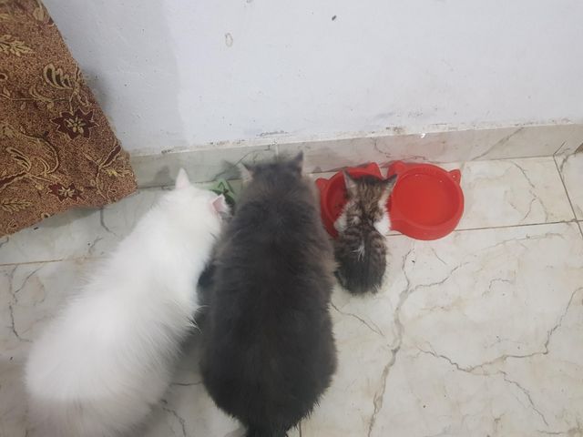 Johar Town Animal Veterinary Clinic Near Me Pet Daycare In Raiwind