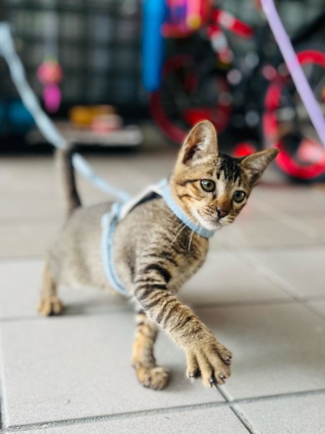 Johor bahru, Taman S Best Pet House Sitting Johor Bahru PetBacker