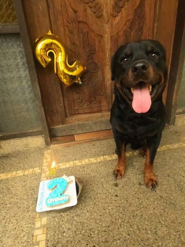 Pet Hotel Home Pet Boarding in T. Evangelista, Quezon City