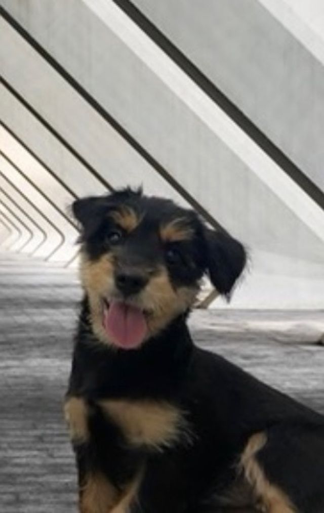 Cebu Dog Charities Near Me Pet Daycare In Cebu City, Philippin