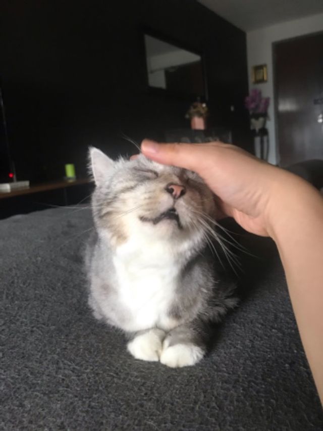 Bandar Utama, Mutiar Best Pet Hotel Home Boarding Petaling Jaya