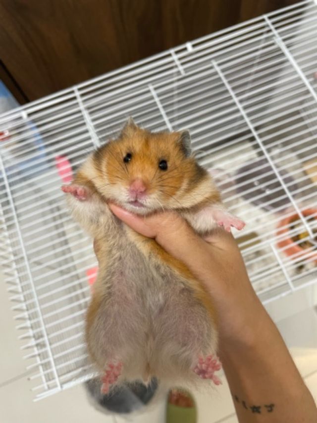 Syrian Hamster Campbell's Dwarf Hamster Price Syrian Russian