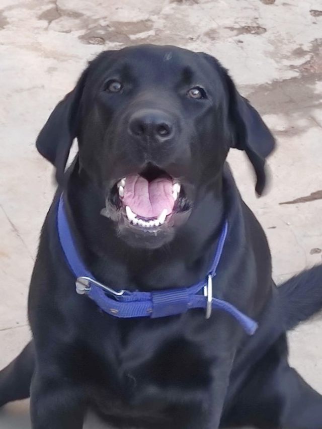 Pet Hotel Home Pet Boarding in Hyderabad gollakidik, Hyderabad