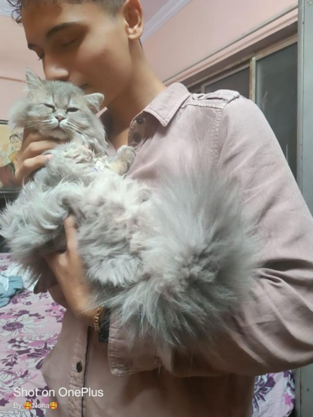 Pet Hotel Home Pet Boarding in Hiranandani Estate, , Thane Deer