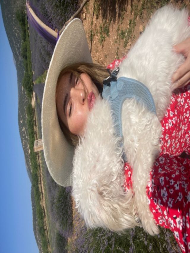 Pet Hotel Home Pet Boarding in Dubai Marina Pawpedicure 🐾 Pet