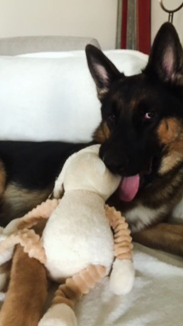 Pet Sitter in Abu Dhabi , Abu Dhabi Pet Sitting PetBacker Abu Dhabi