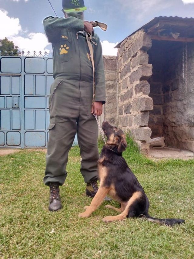 German Shepherd Dog Academy Near Me Dog Training Center Near Me