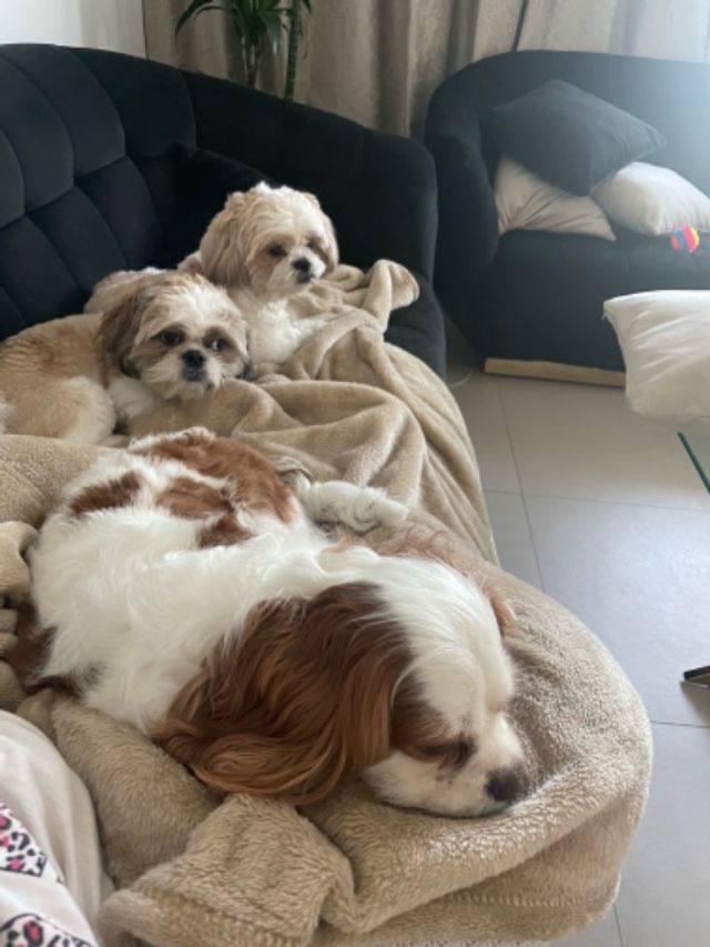 Pet Hotel Home Pet Boarding in Oud Mehta, Dubai Kinshul The Dog Mom