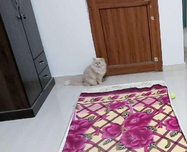 Cat Hotel Home Pet Boarding in Riyadh, Riyadh Cat Hosting During