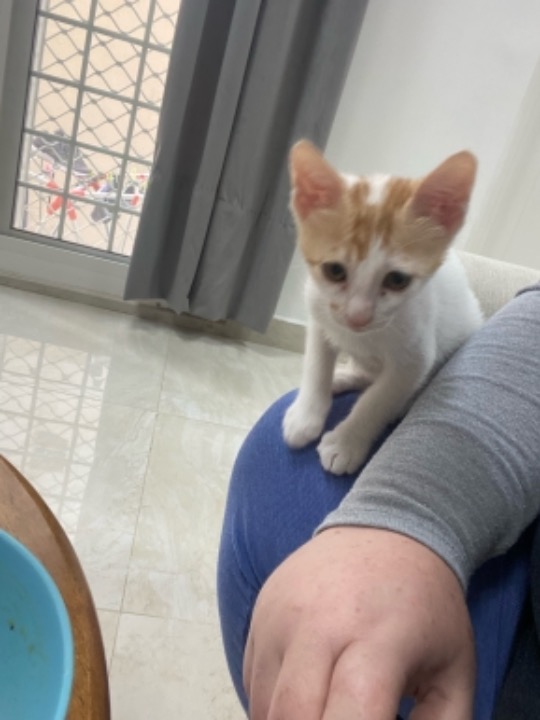 Pet Hotel Home Pet Boarding in Kalifah city A , Abu Dhabi Dog Kalifah