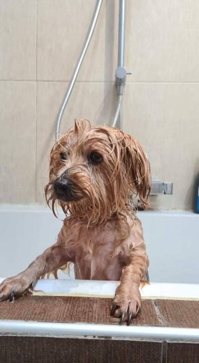 Pet Daycare in Nea Raidestos, Sofia Anna's Pet Care PetBacker