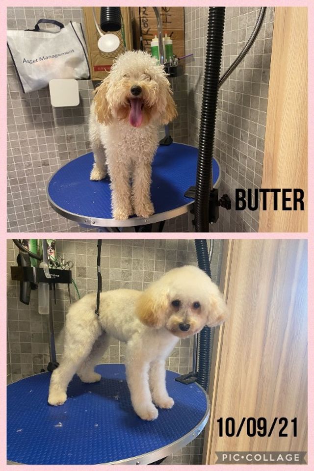 Puppy Pooch Dog Spa Smoochie Pooch Best Puppy Groomer Near Me