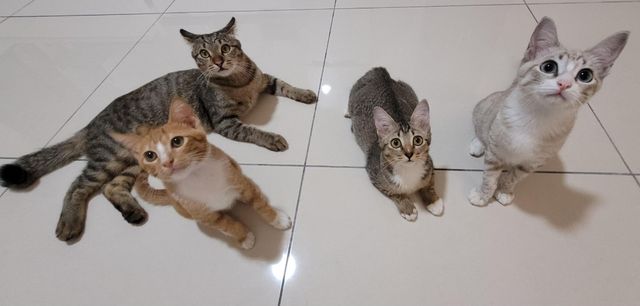 Pet Sitter in Damansara Area Taman, Shah Alam Tabby Time Out
