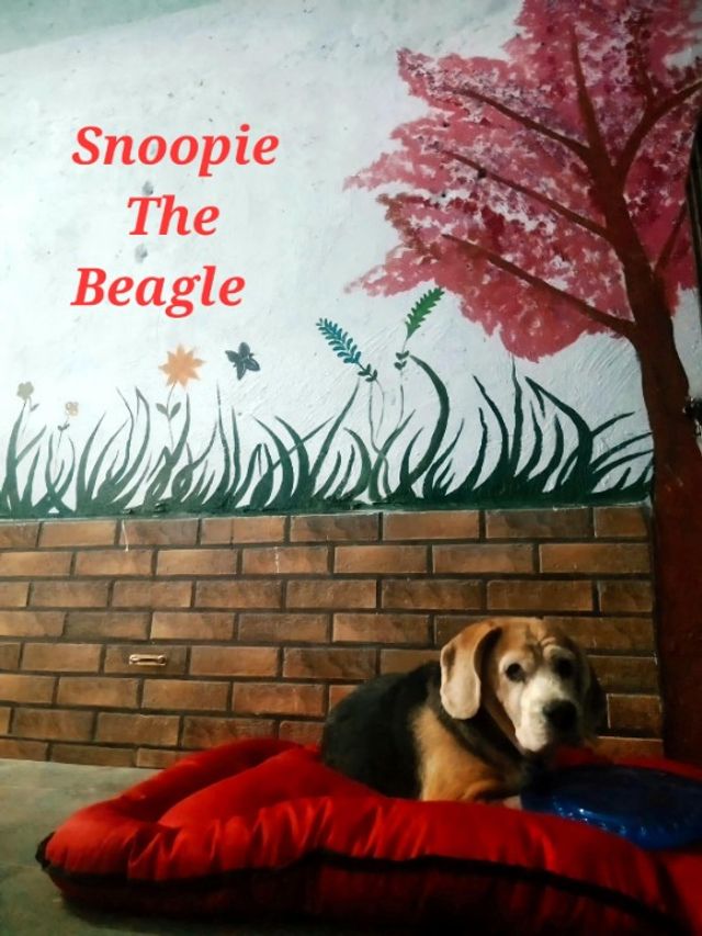 Pet Hotel Home Pet Boarding in Jankalyan nagar, Mal, Mumbai True