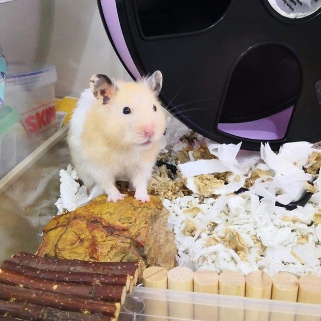 Pet Hotel Home Pet Boarding in Taman jurong, jurong, Jurong West