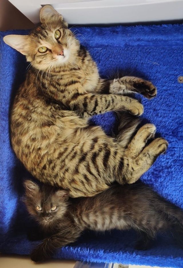 Pet Hotel Home Pet Boarding in Avani Shringeri Naga, Bengaluru