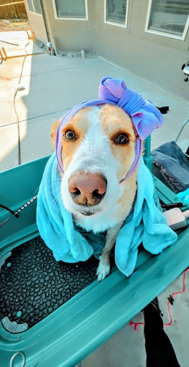 Pet Boarding in Surfside Beach, TX L, Surfside Beach Yappy Hour