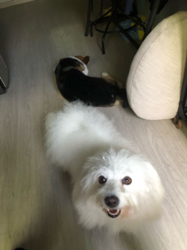Pet Sitter in Potong Pasir Toa Payoh Home Visit PetBacker