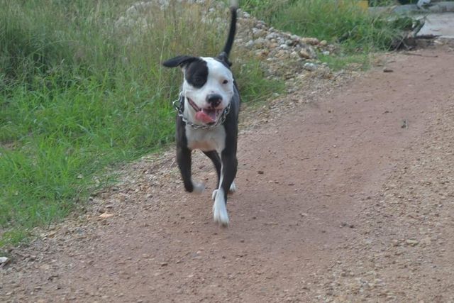 Dog Walking in Malta, Saint Paul S Bay Walking Pets PetBacker