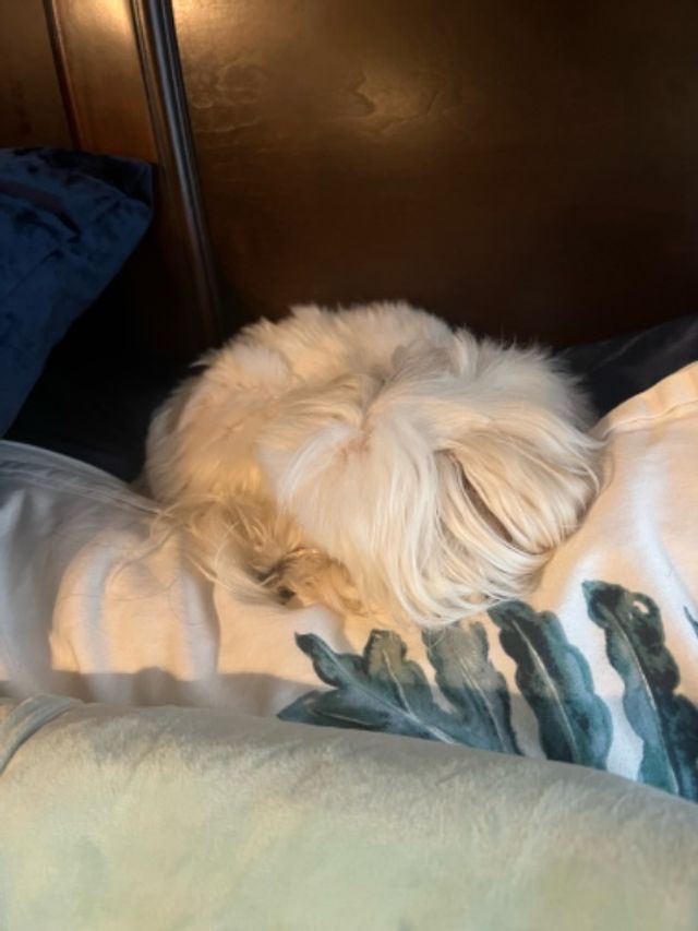 Pet Boarding in Greenville, SC, Greenville Greenville Animals Boarding PetBacker Home Pet Hotel