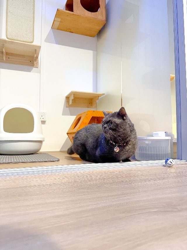 Cat Hotel Home Pet Boarding in Bukit Batok West Ave, Geylang